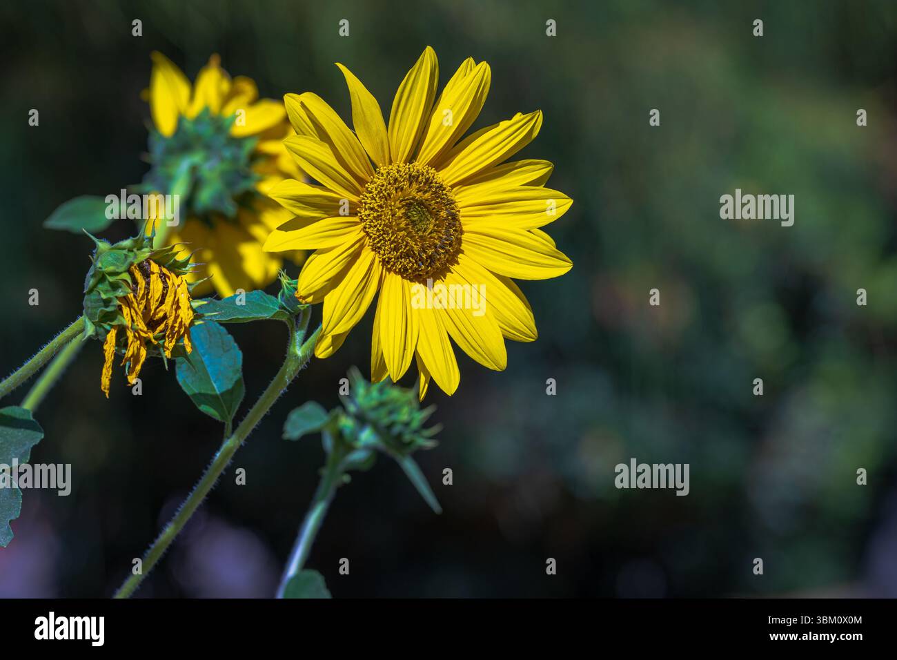 Photo d'un tournesol avec le fond flou. Banque D'Images