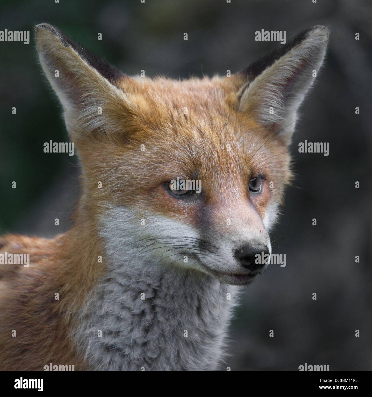 Un portrait très proche de la tête et du visage d'un renard roux. Il a ses oreilles piquées comme il regarde avec attention les environs, Banque D'Images