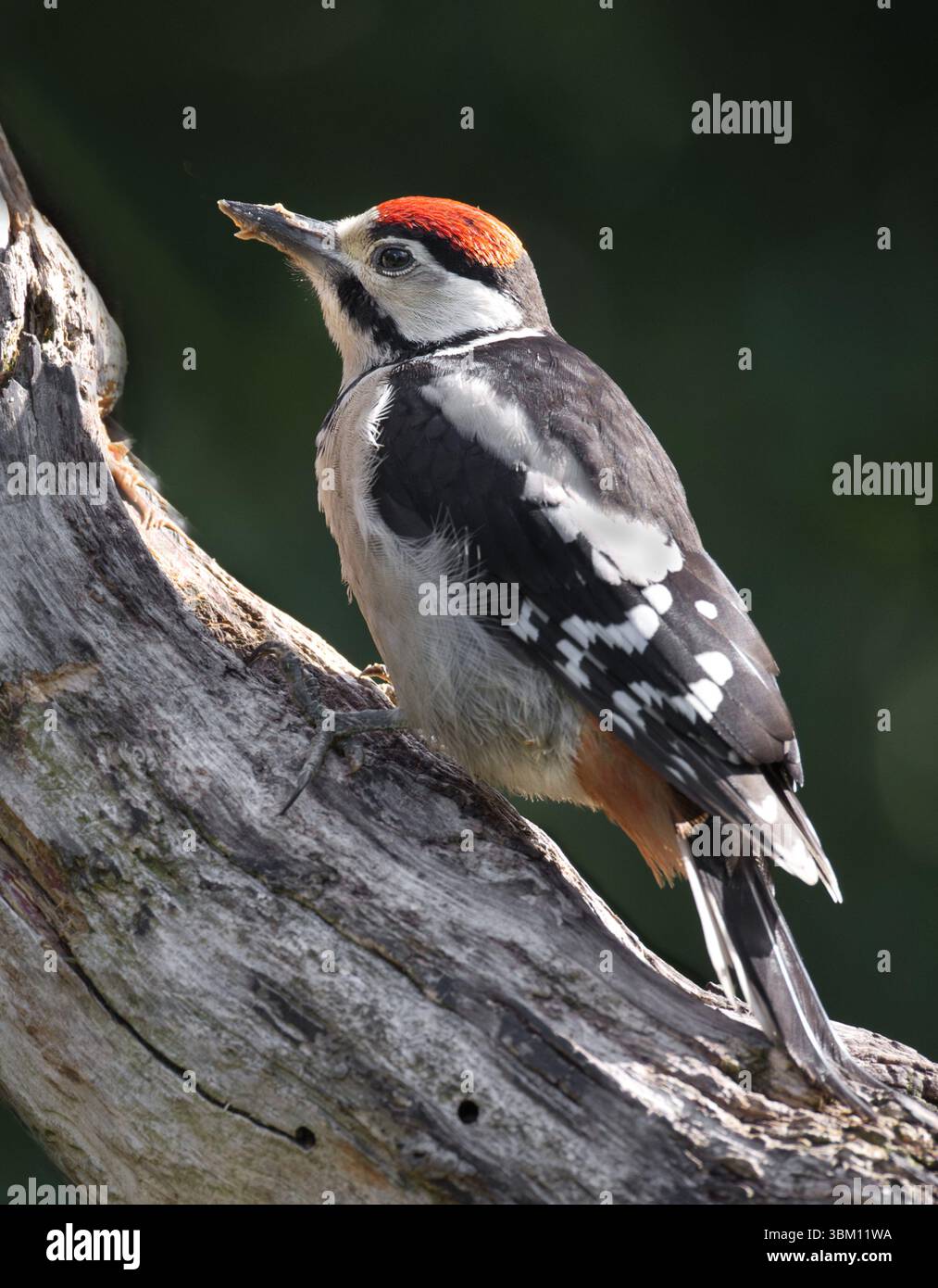 Portrait rapproché d'un grand pic tacheté juvénile, Dendrocopos Major perché sur le tronc d'un arbre. Il y a de l'espace pour la copie de texte autour de t Banque D'Images