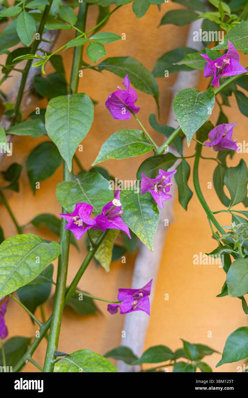 Casco Antiguo, Séville, Andalousie, Espagne. Fleurs violettes poussant sur un mur de stuc orange. Banque D'Images