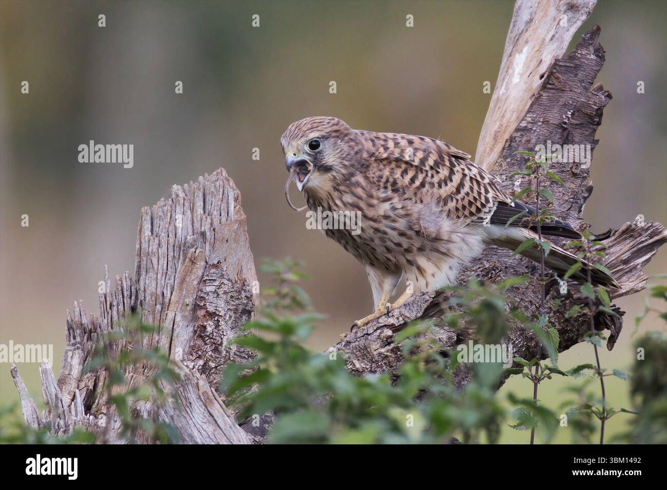 Une crécerelle femelle, Falco tinnunculus, perchée sur une branche. Elle se nourrit d'un petit rongeur et la queue dépasse de son bec. Banque D'Images