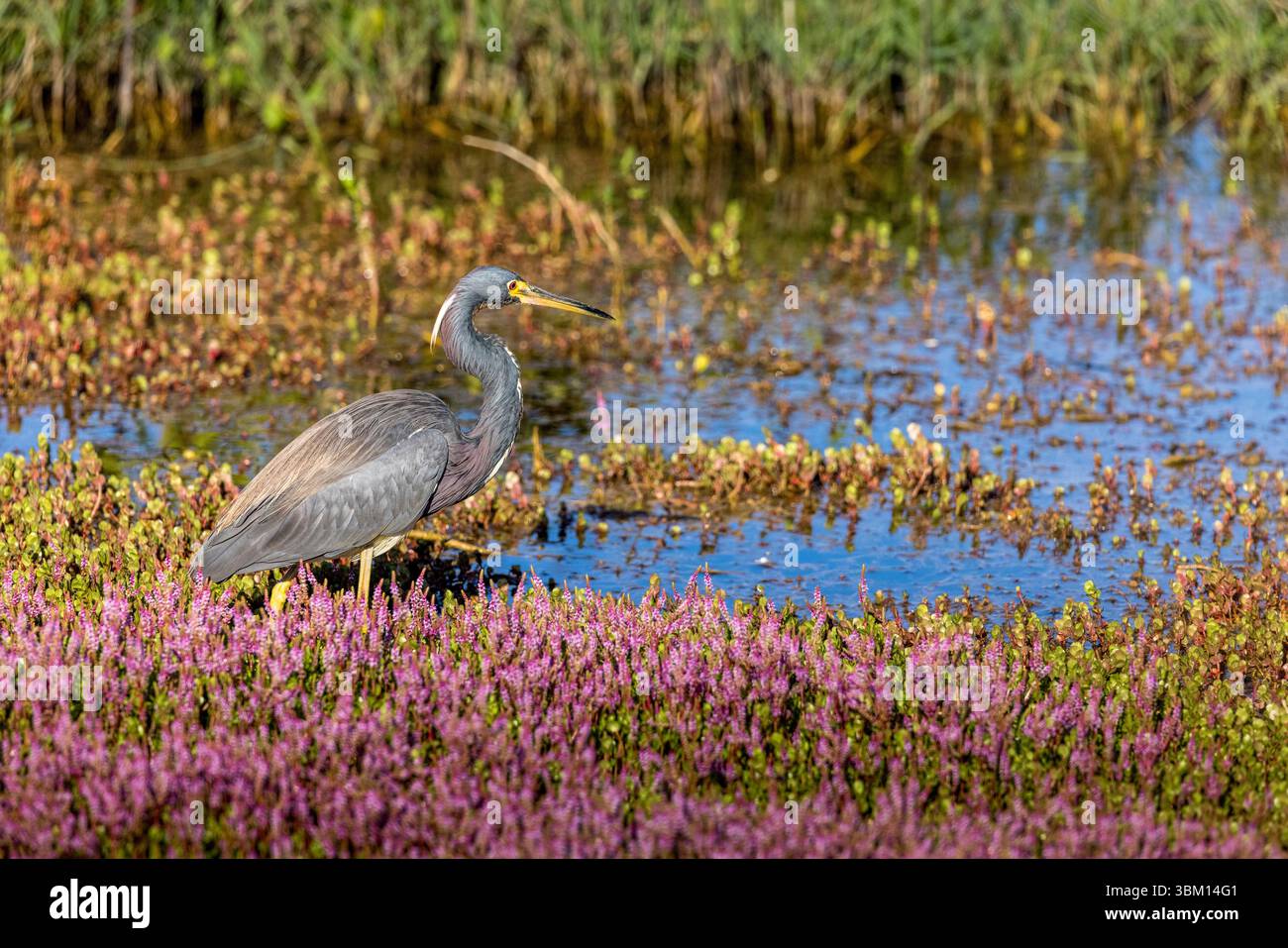 Un héron tricolore chasse tranquillement le poisson ou les grenouilles dans une mer de smartweed rose. Banque D'Images