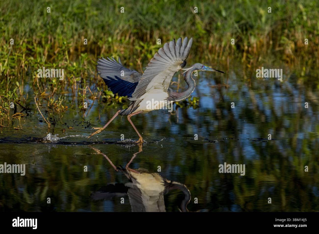 Avec l'aide de ses ailes, un héron tricolore semble courir à travers l'eau. Banque D'Images