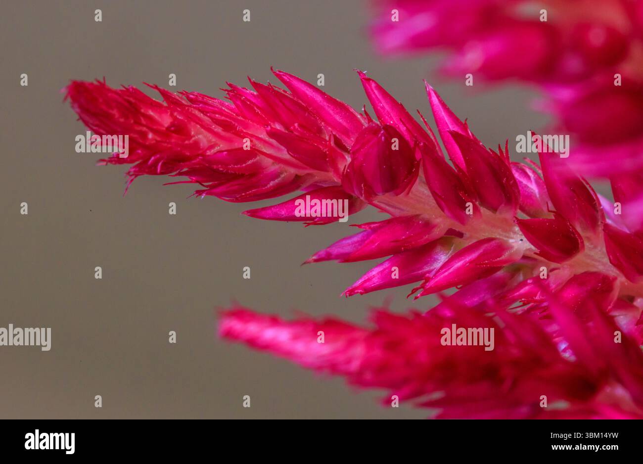 États-Unis, Indiana, Carmel. Gros plan de pétales de fleurs fuchsia. Banque D'Images