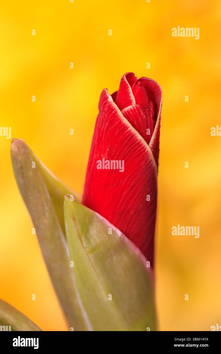 États-Unis, Indiana, Carmel. Gros plan de bourgeon de gladiole rouge. Banque D'Images