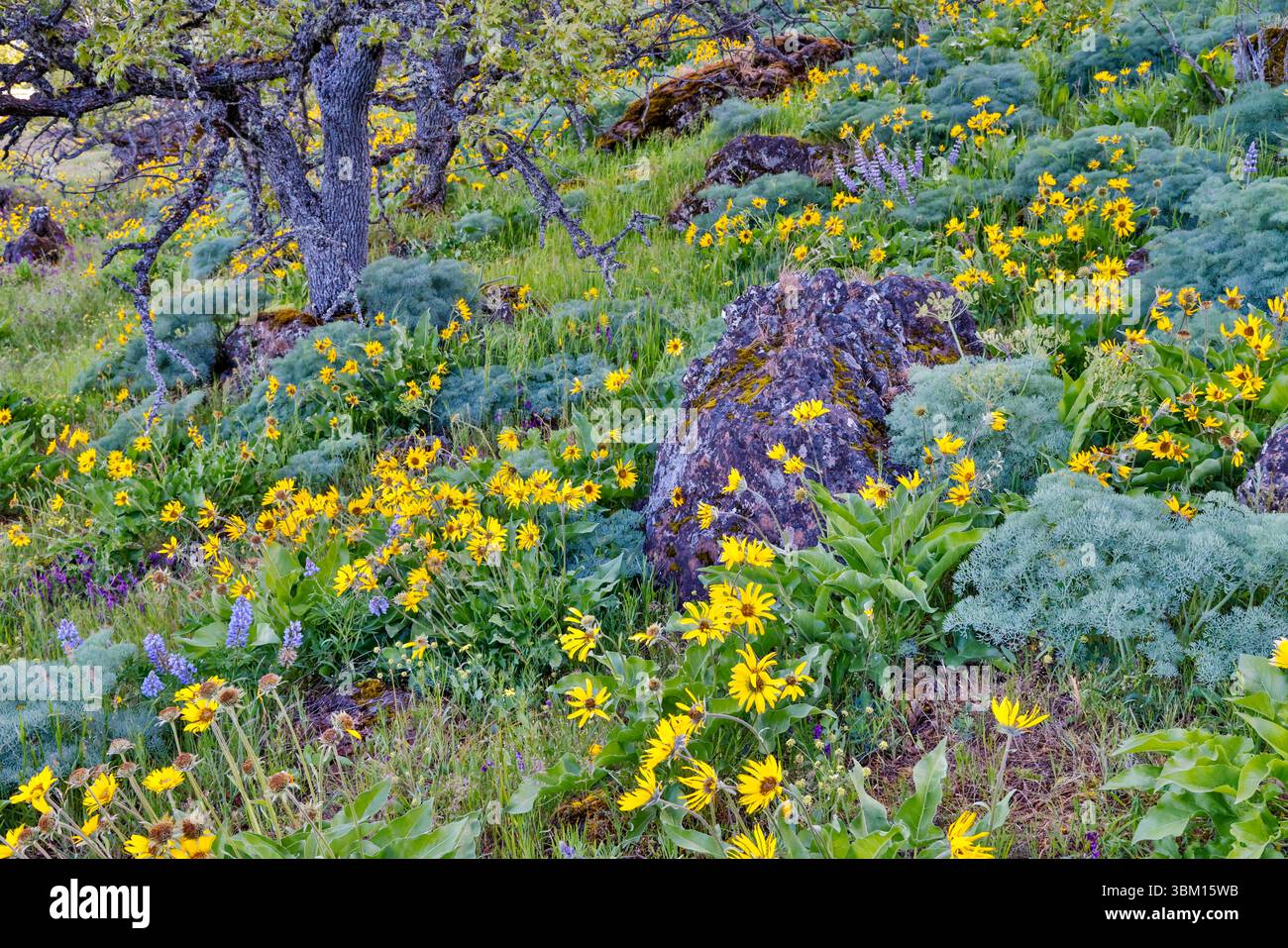États-Unis, Oregon. Rowena Crest sur la vieille route 30 au-dessus de la rivière Columbia et floraison printanière de balsamroot et fenouil doux parmi les chênes Banque D'Images