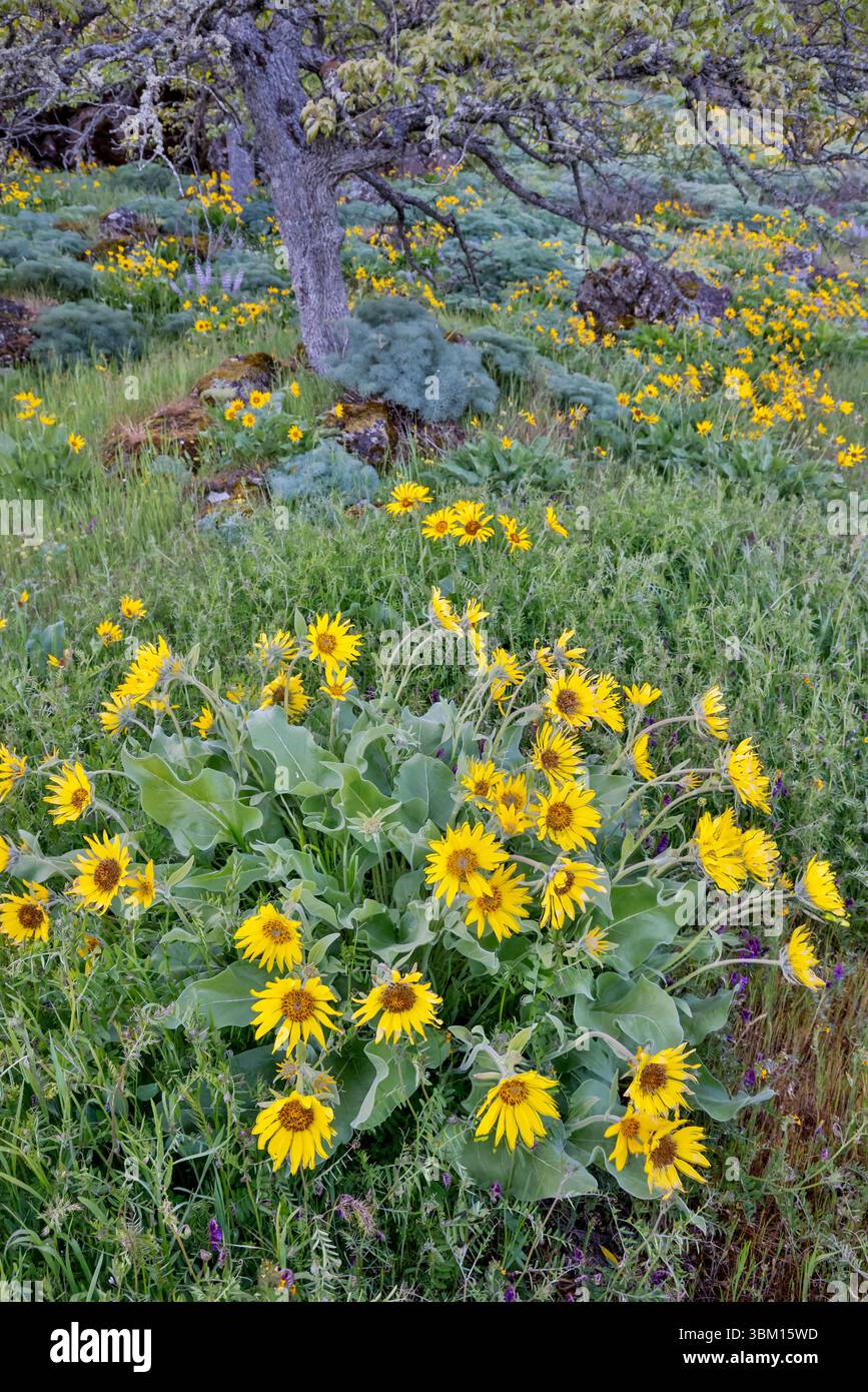 États-Unis, Oregon. Rowena Crest sur la vieille route 30 au-dessus de la rivière Columbia et floraison printanière de balsamroot et fenouil doux parmi les chênes Banque D'Images