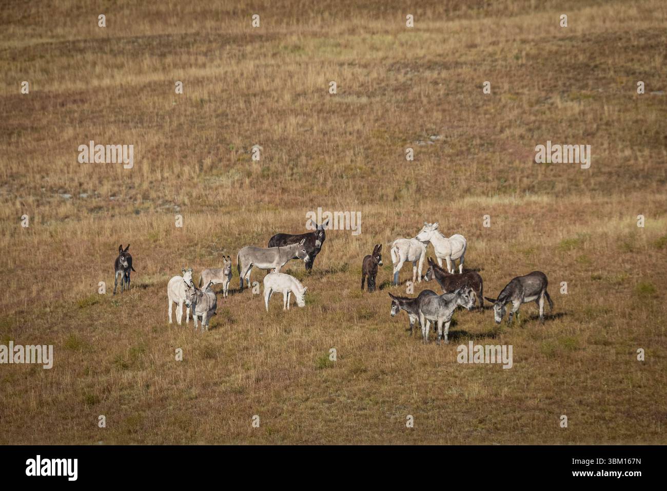 Les ânes sauvages sont des résidences permanentes du parc national de Custer. Banque D'Images