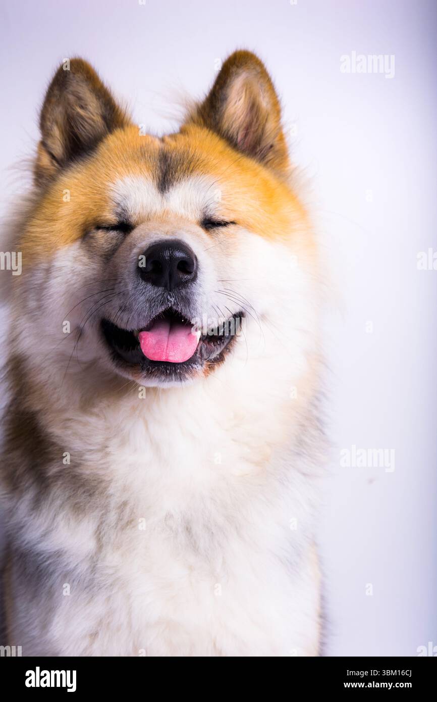 Portrait hilarant et chaleureux d'un chien Akita avec les yeux fermés et un large sourire heureux, montrant une joie pure. Banque D'Images