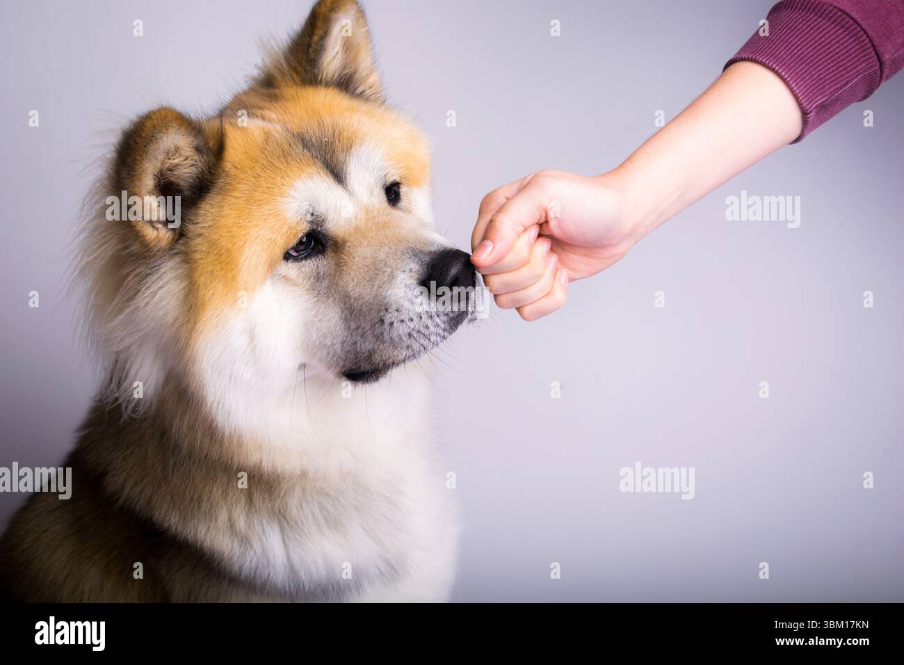 Gros plan d'un chien Akita touchant doucement une main humaine avec son nez, signifiant confiance, entraînement, ou un moment tendre. Banque D'Images