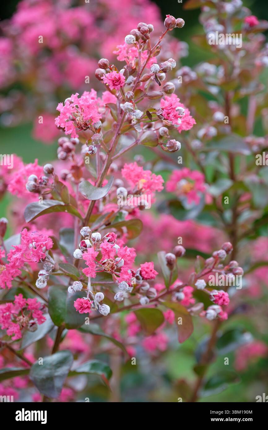 Lagerstroemia indica Carolina Beauty, crape myrtle Carolina Beauty, grappes de fleurs roses aux pétales froissés Banque D'Images