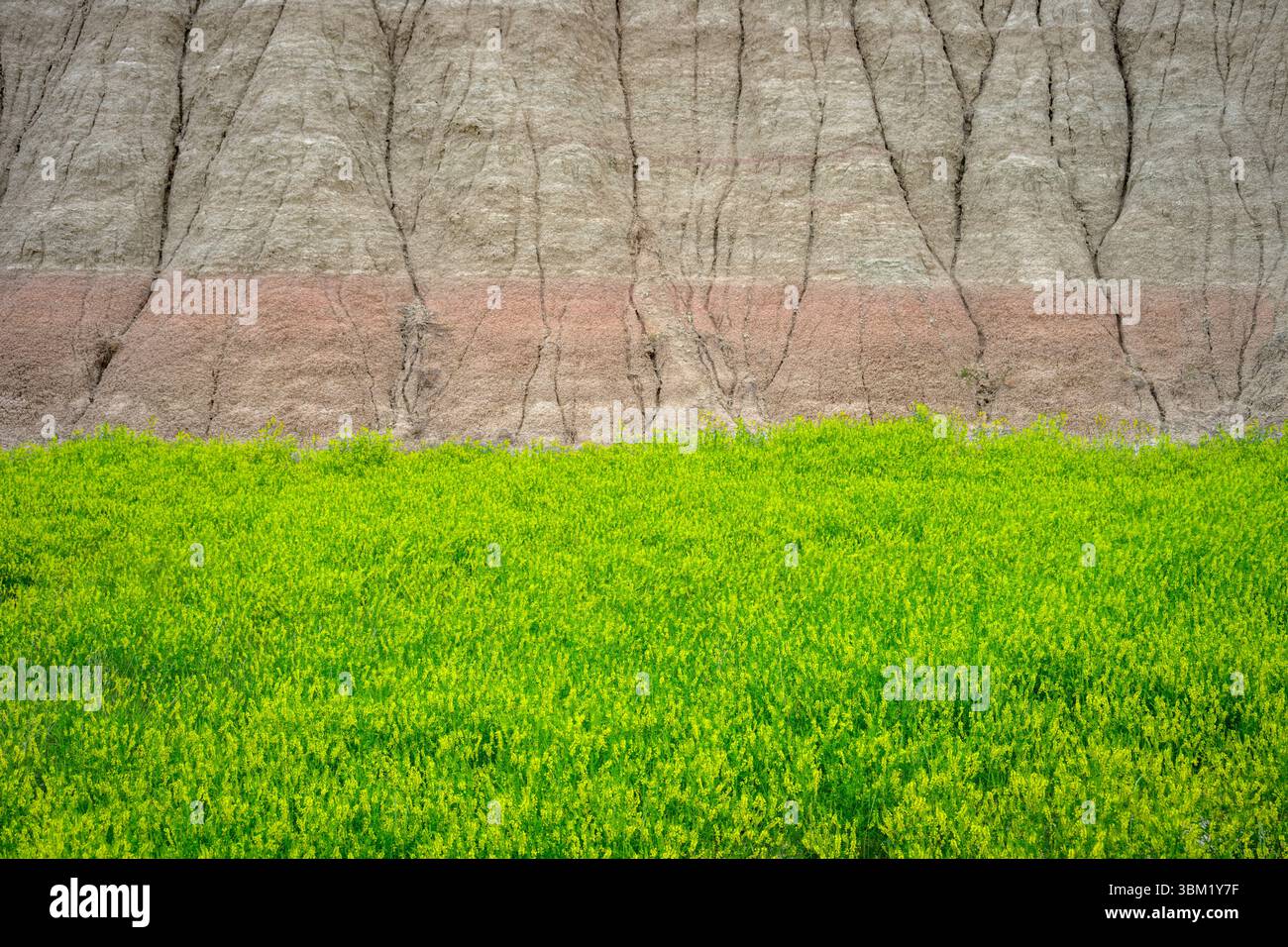 Herbe devant la roche colorée, parc national des Badlands, Dakota du Sud, États-Unis. Banque D'Images