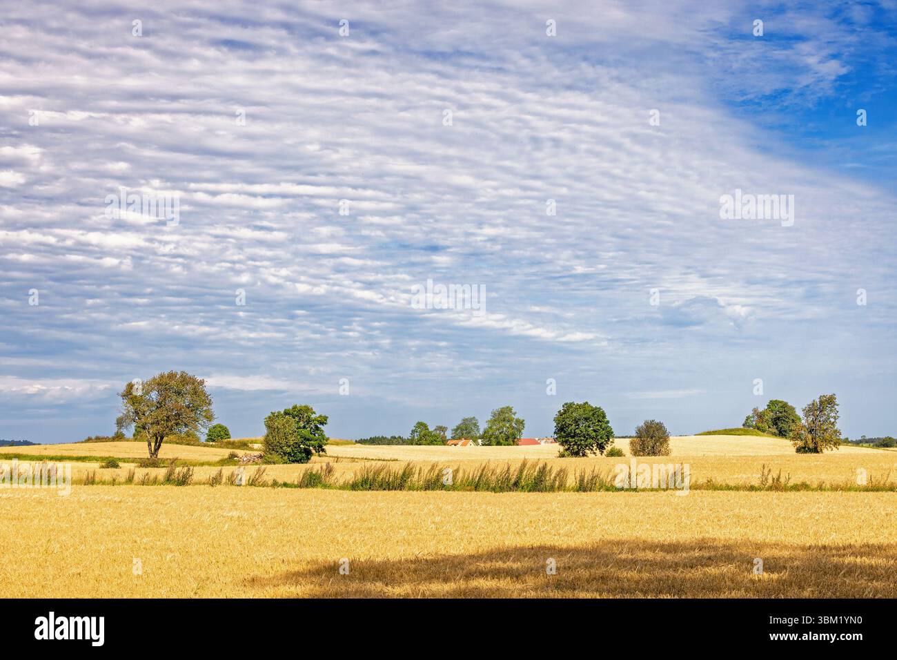 Vue des champs de maïs dans un paysage rural en été Banque D'Images
