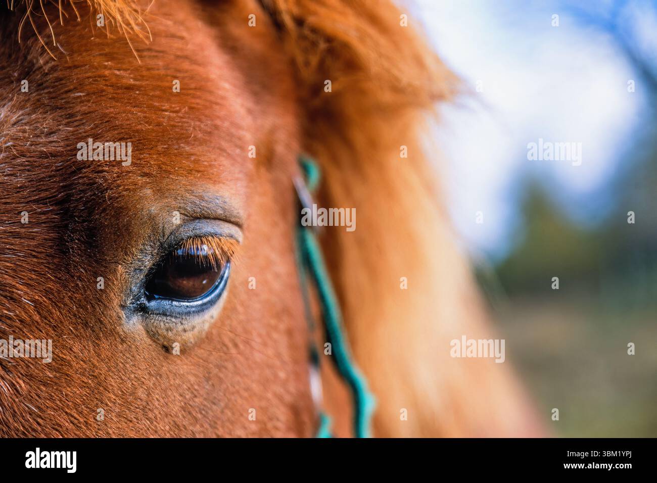 Œil sur un cheval qui vous regarde de près Banque D'Images