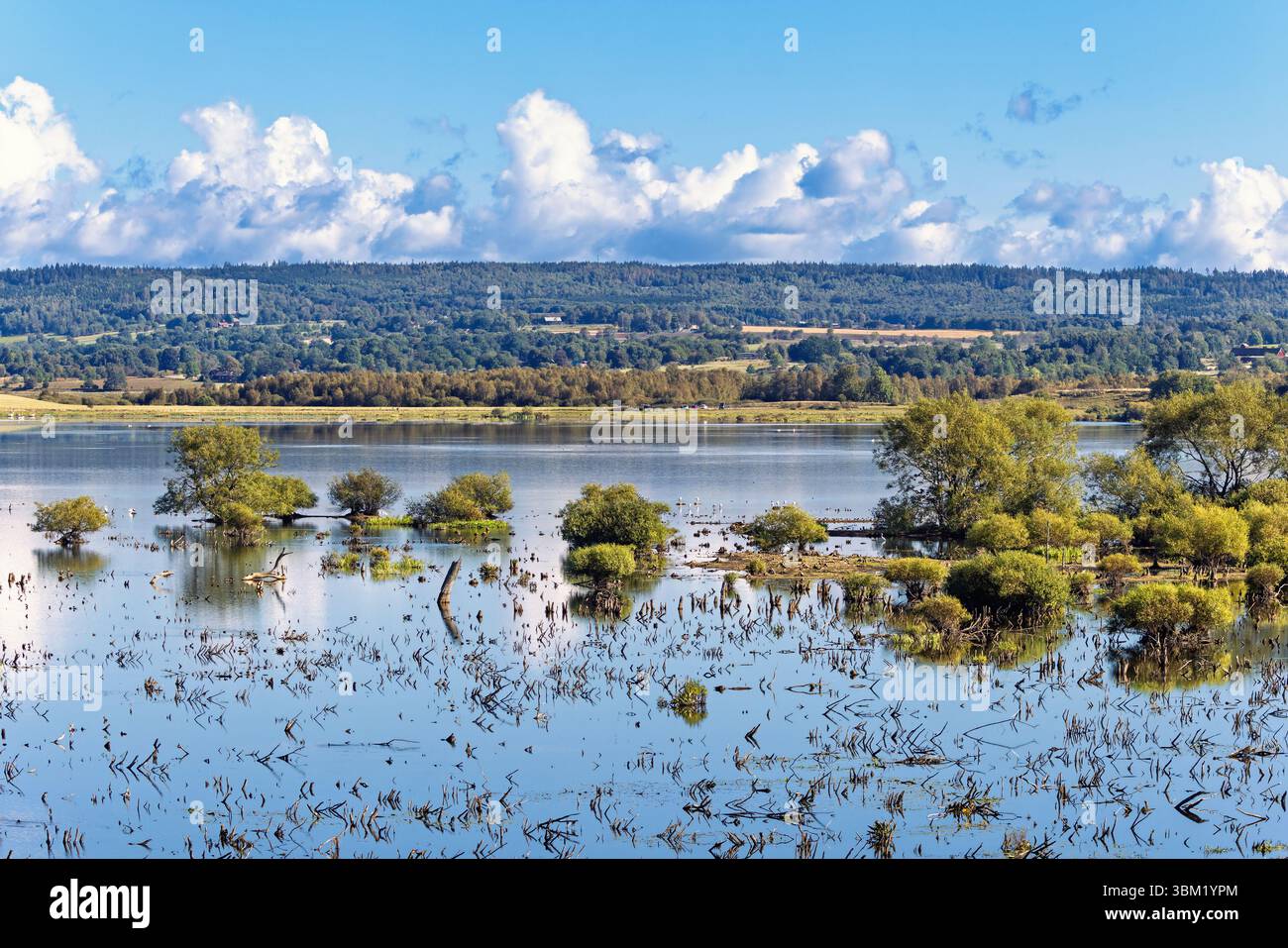 Eau calme dans un lac avec des buissons verts luxuriants dans l'eau Banque D'Images