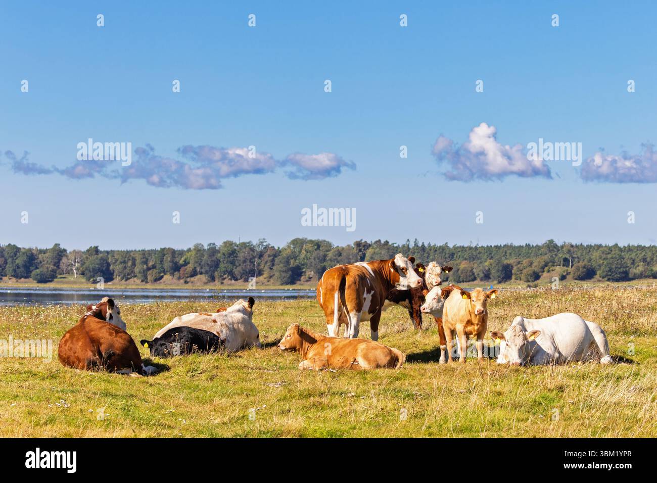 Bovins avec des veaux reposant sur une prairie une journée ensoleillée d'été Banque D'Images