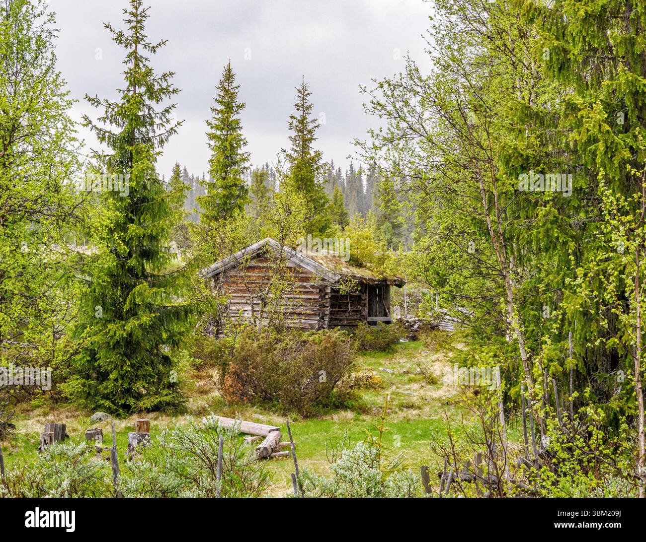 Cabane en bois rustique dans une forêt mixte de conifères et de bouleaux de la région de Valdres en Norvège centrale Banque D'Images