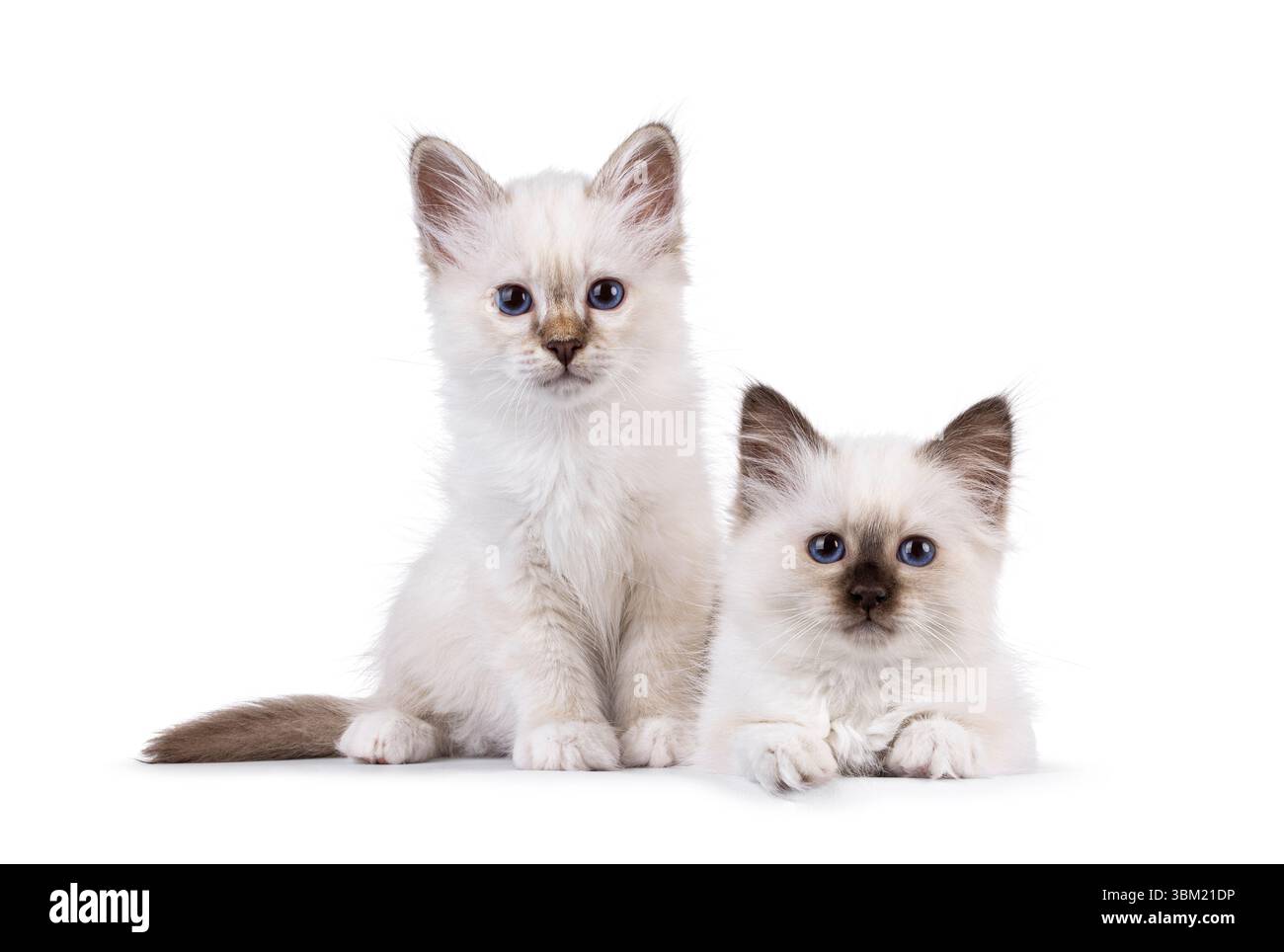 Adorable duo de chatons chat Sacred Birman, assis et couchés les uns à côté des autres. Les deux regardent vers la caméra avec des yeux bleus spécifiques à la race. Isolé sur un Banque D'Images