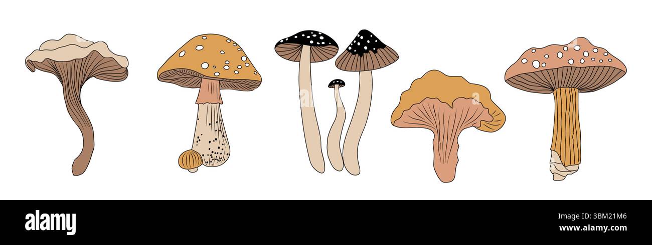 Ensemble de différents vecteurs de champignons forestiers isolés Illustration de Vecteur