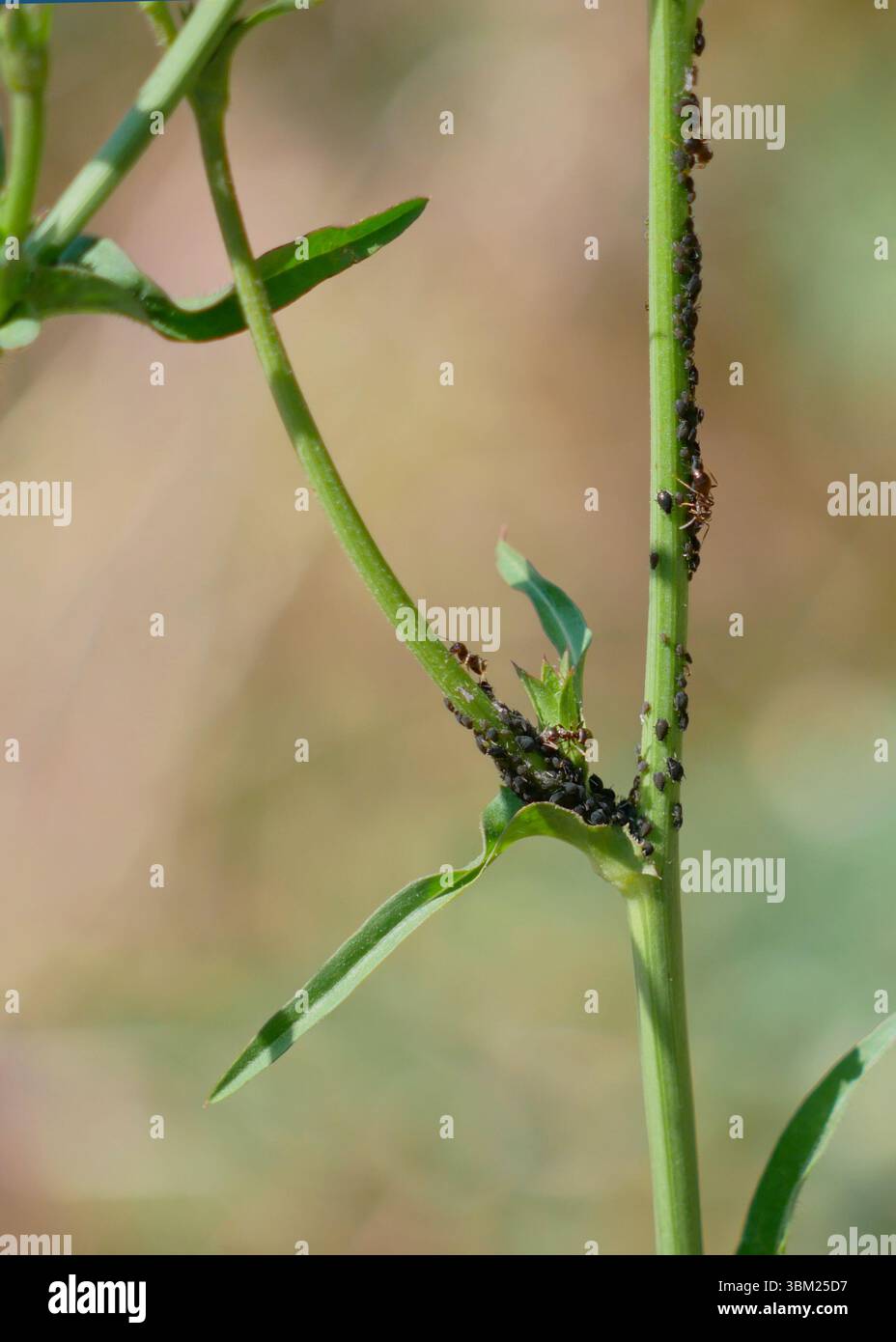 Pucerons et fourmis sur tige de plante. Concept d'insectes nuisibles et de jardinage. Banque D'Images