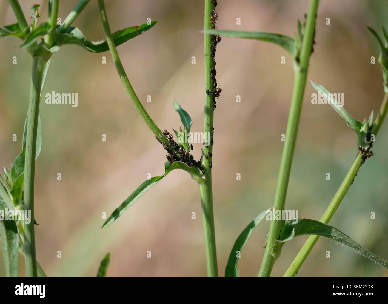 Pucerons et fourmis sur tige de plante. Concept d'insectes nuisibles et de jardinage. Banque D'Images
