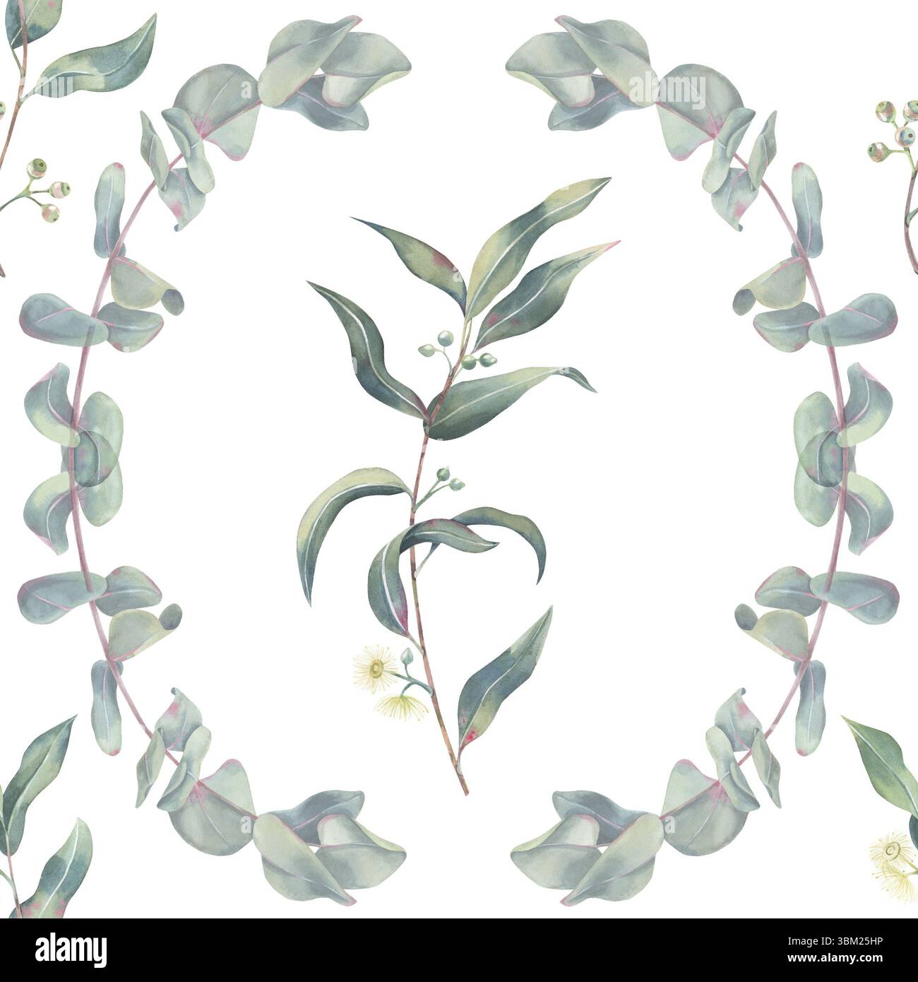 Modèle sans couture d'eucalyptus, branches avec des feuilles, des fleurs et des pousses, aquarelle sur fond blanc dessinée à la main pour l'invitation d'emballage, cartes Banque D'Images