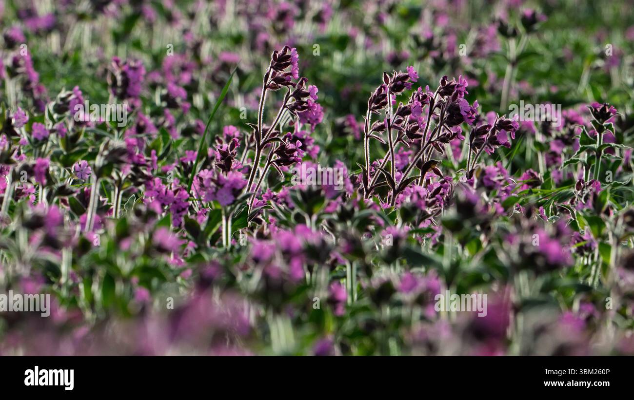 'Red Campion Flowers, Silene dioica, poussant sur Cliff Edge, Yorkshire Banque D'Images