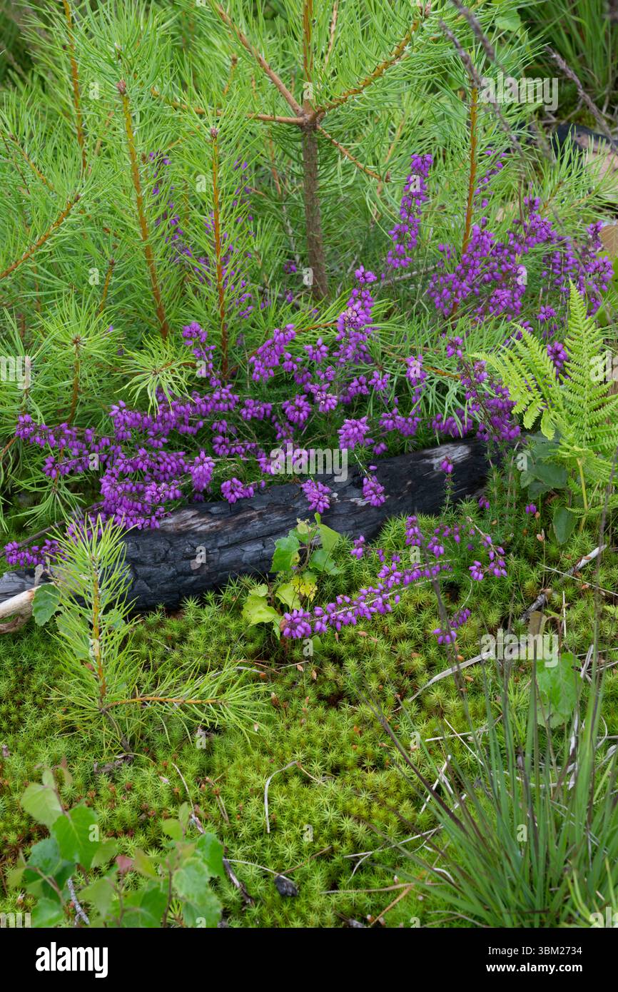Bell Heather (Erica cvinerea) sur Heathland. Jeudi NNR, Surrey, Royaume-Uni Banque D'Images