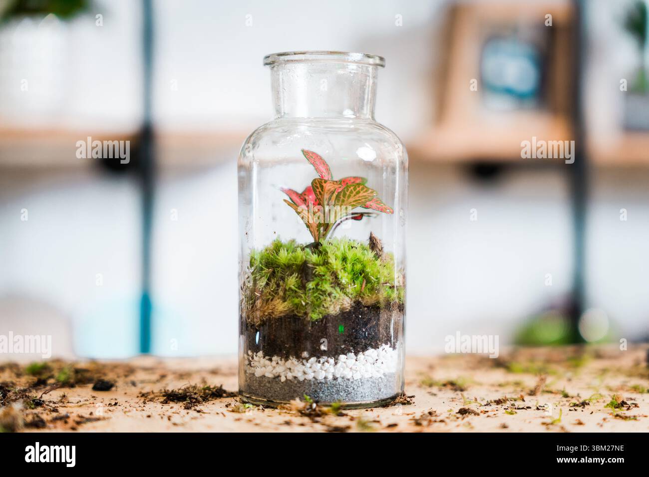 gros plan du terrarium dans un magasin de fleurs sur la table en bois avec les mains de la femme dans un bocal en verre. écosystème de jardin miniature Banque D'Images
