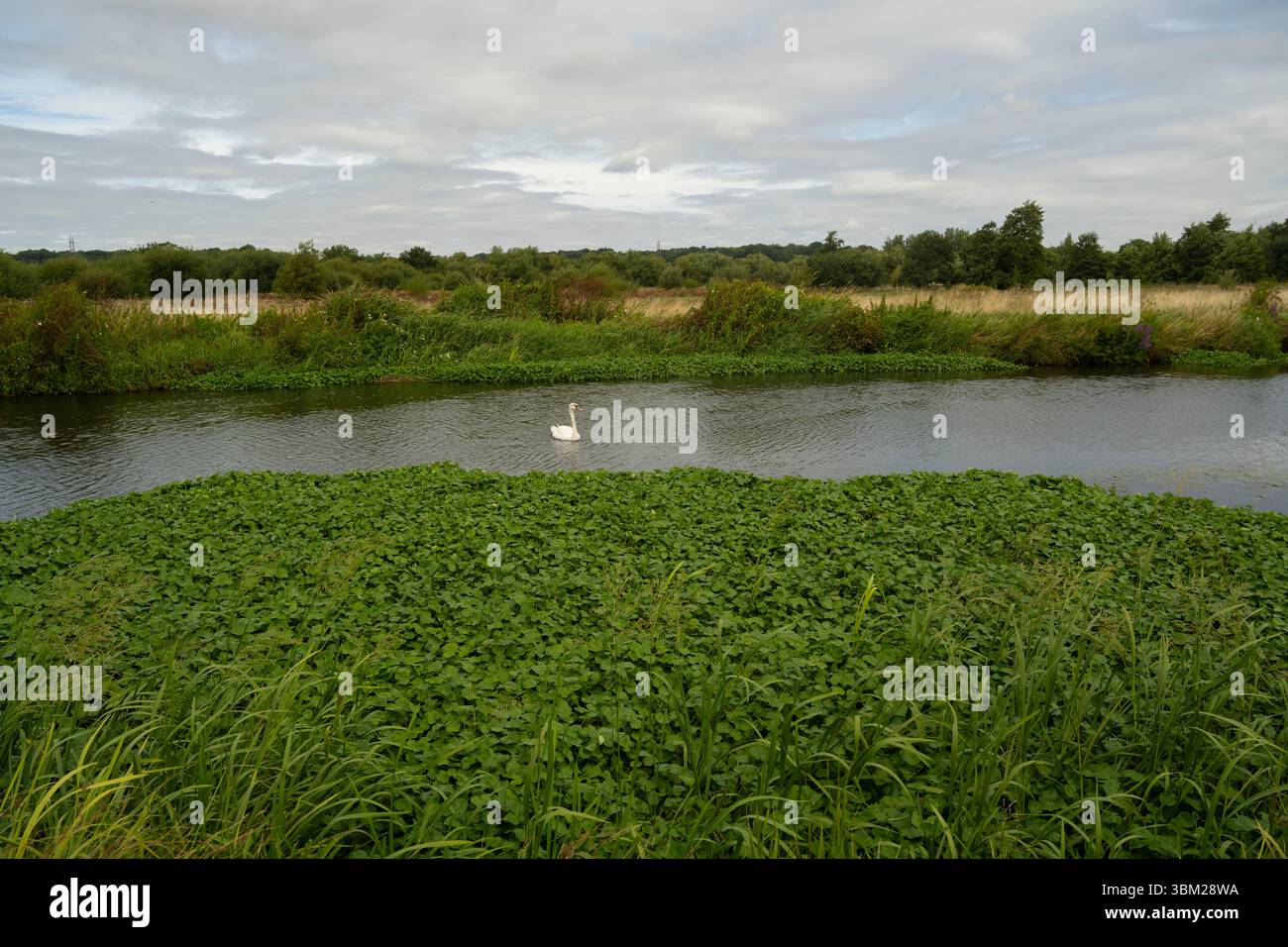 Pennywort flottant : Hydrocotyle ranunculoides. Plante hautement envahissante des rivières et des voies navigables au Royaume-Uni. River Wey, Surrey, Royaume-Uni. Banque D'Images