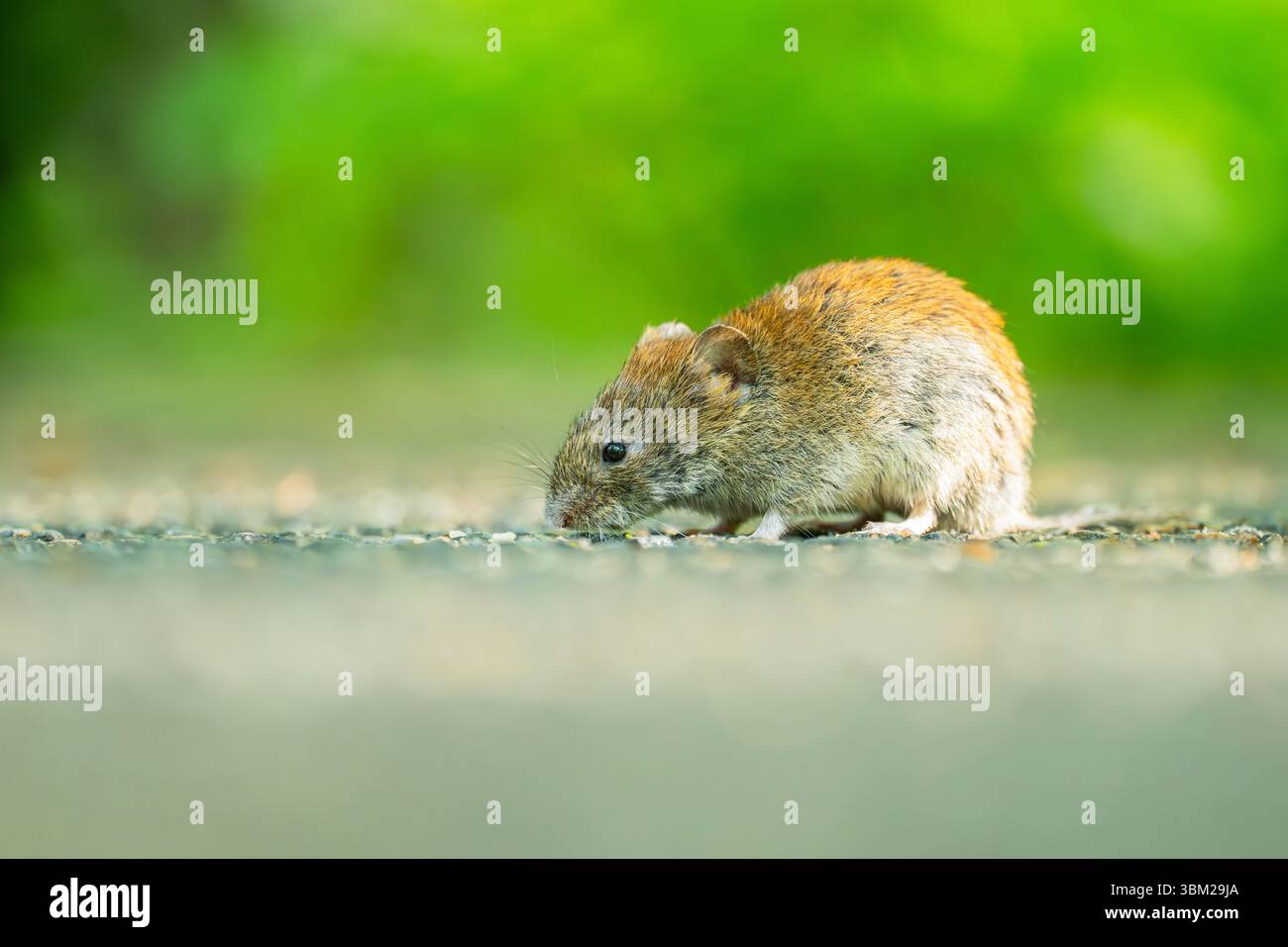 campagnard (Clethrionomys glareolus, Myodes glareolus), assis sur le sol, Allemagne, Bavière Banque D'Images