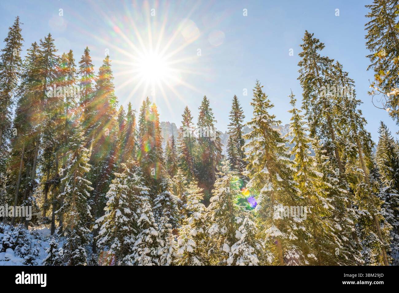 Épinette de Norvège (Picea abies), forêt d'épinettes en hiver, Italie, Tyrol du Sud, Trentin-Tyrol du Sud Banque D'Images