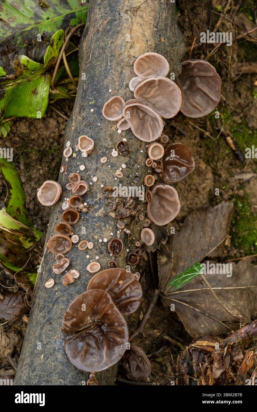 Champignon de l'oreille gelée : Auricularia auricula-judae. Sur le log fllen. Dorset, Royaume-Uni Banque D'Images