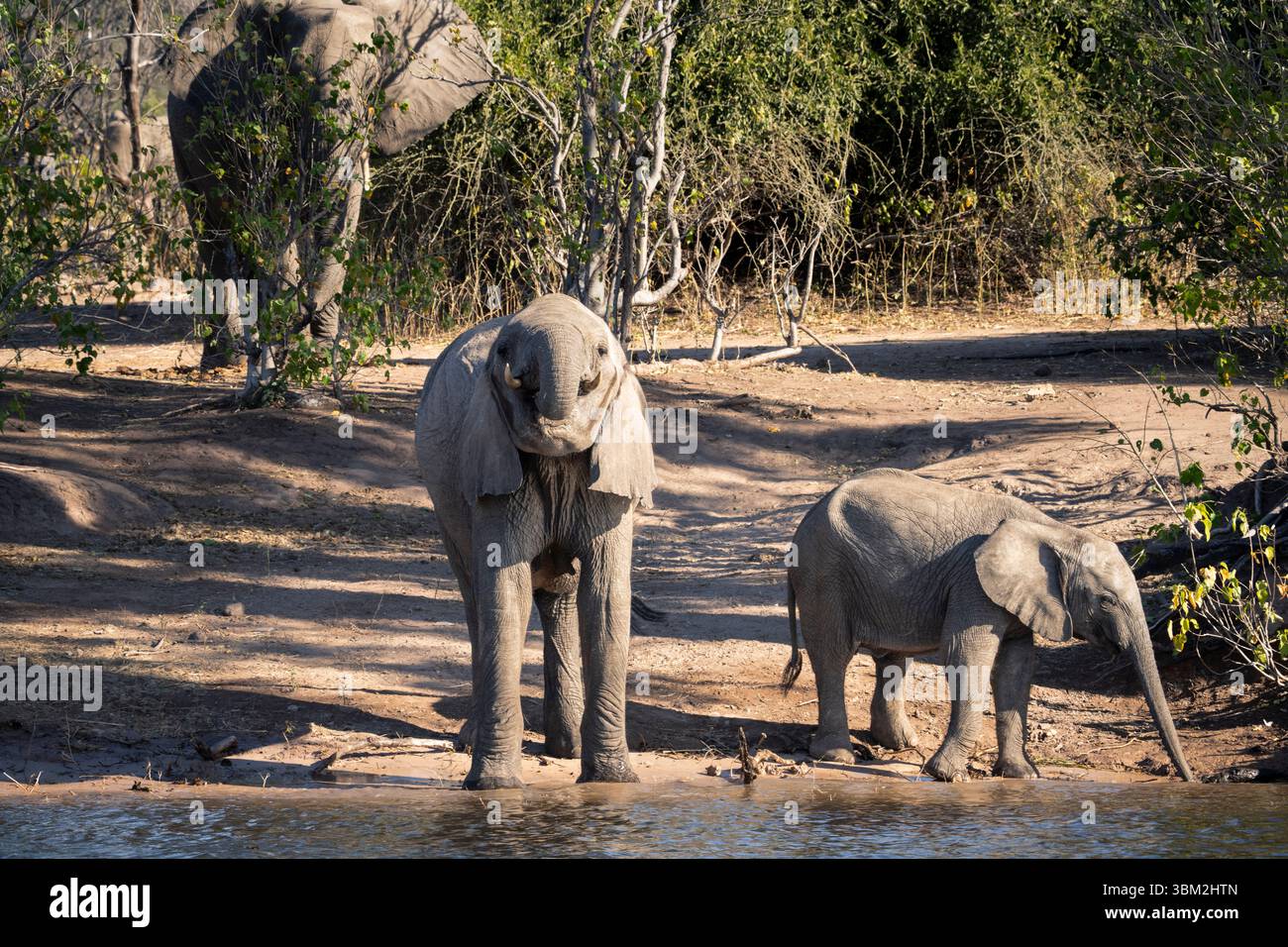 Mère d'éléphant d'Afrique face à l'avant et veau debout à une rivière, avec buisson, arbres, et un autre éléphant en arrière-plan. D'un safari en bateau. Banque D'Images