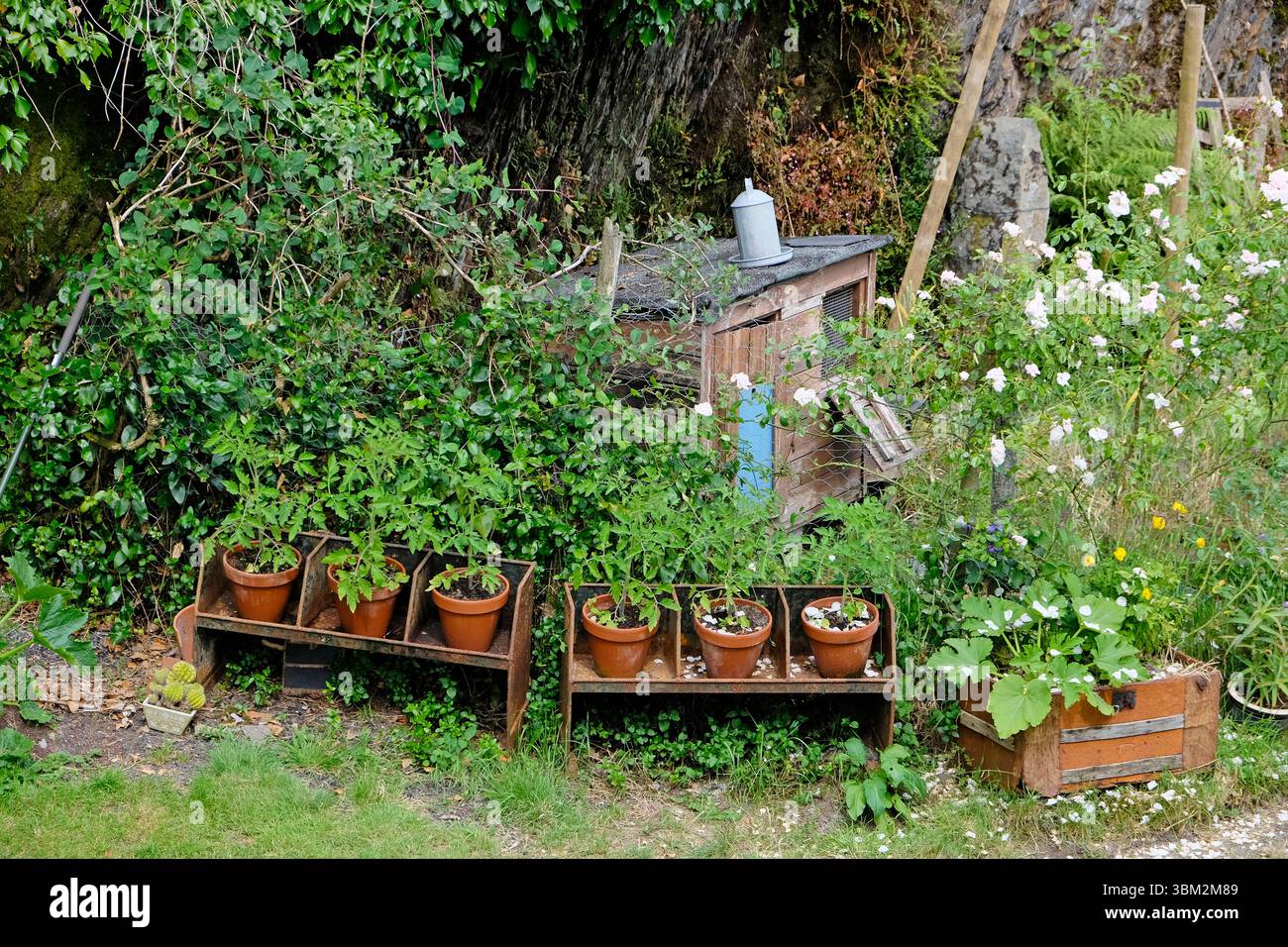 Plants de tomates poussant dans des pots en terre cuite debout sur de vieilles mangeoires d'équipement agricole recyclé juillet été pays de Galles Royaume-Uni Grande-Bretagne KATHY DEWITT Banque D'Images