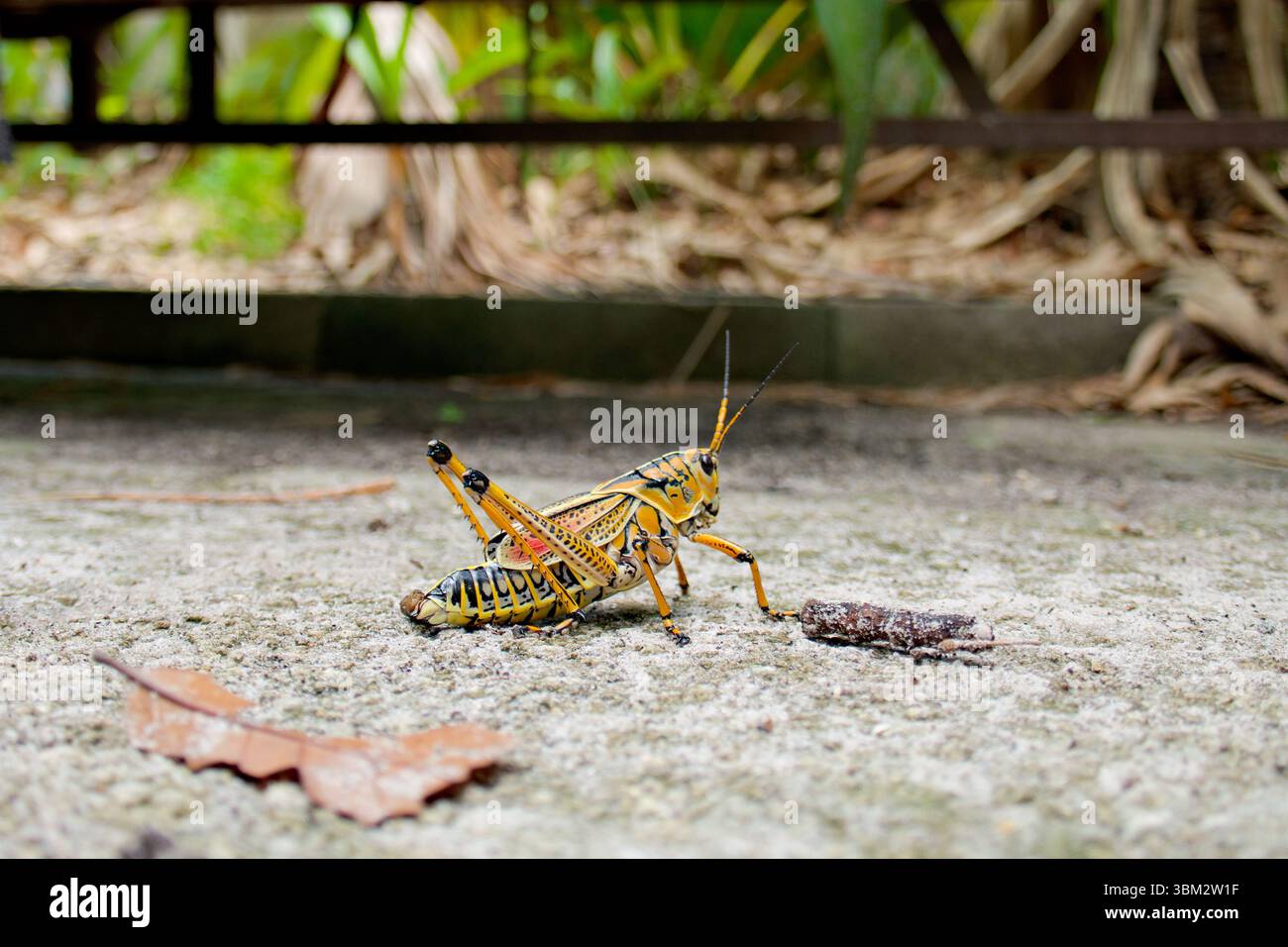 Gros plan de grosse Pferdeheuschrecke, sauterelle lubber orientale, Romalea microptera, montrant la texture et les couleurs du corps. Macro photo de ce frappant Banque D'Images