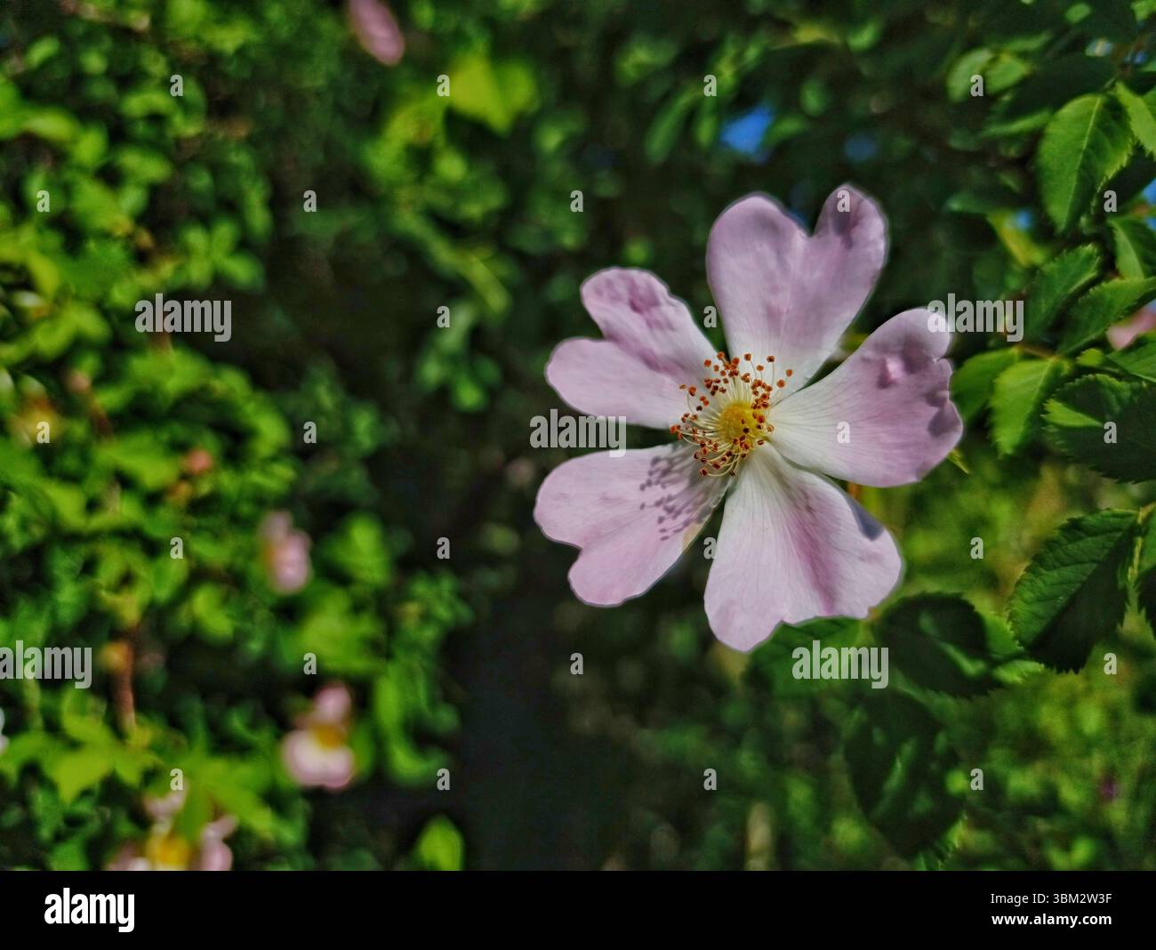 chien rosa canina rose floraison, pétales roses Banque D'Images