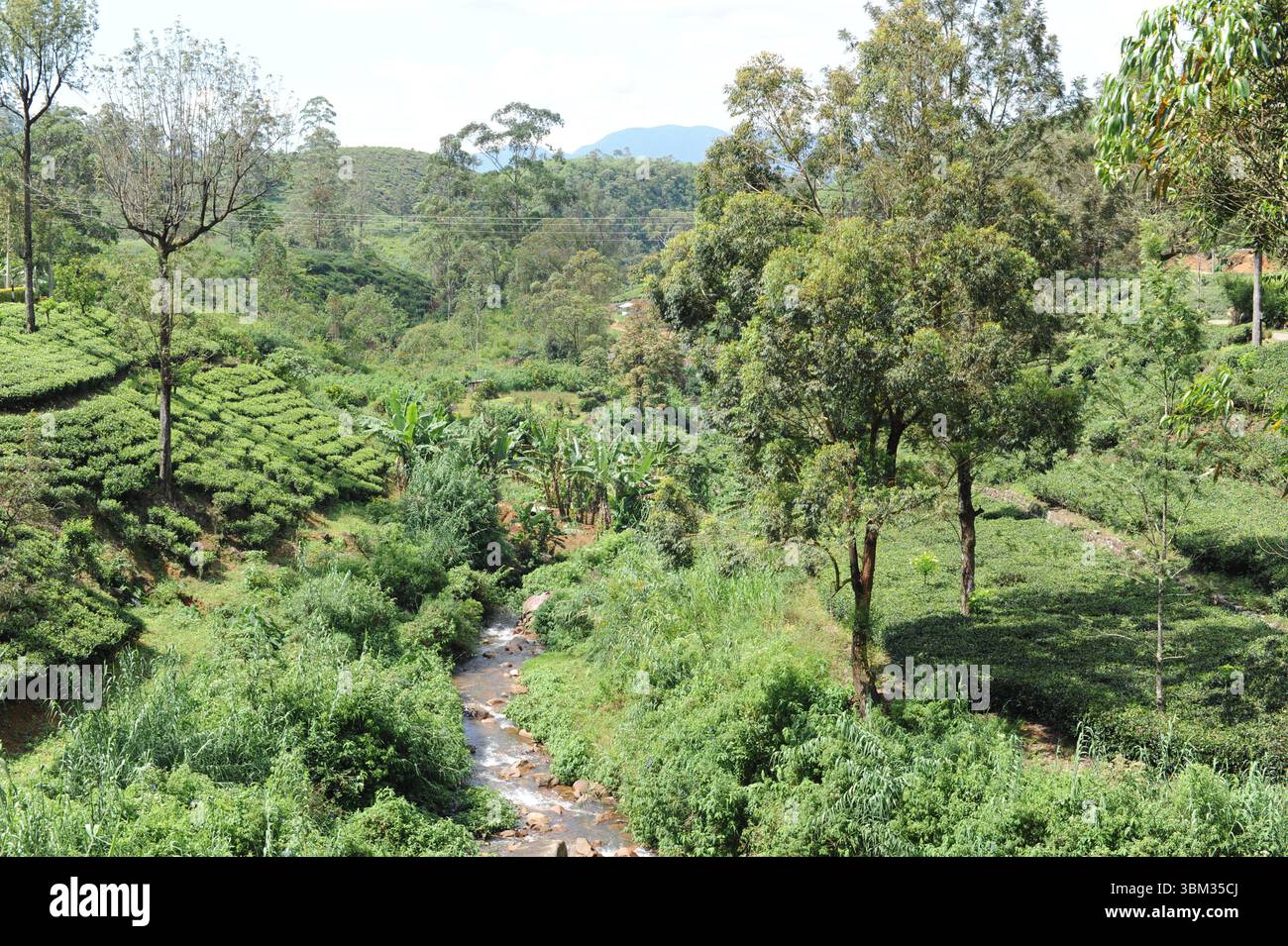 Feuilles de thé vert luxuriant de plante de thé (Camellia sinensis) sur une plantation de thé sur un domaine de thé par une journée ensoleillée au Sri Lanka Banque D'Images