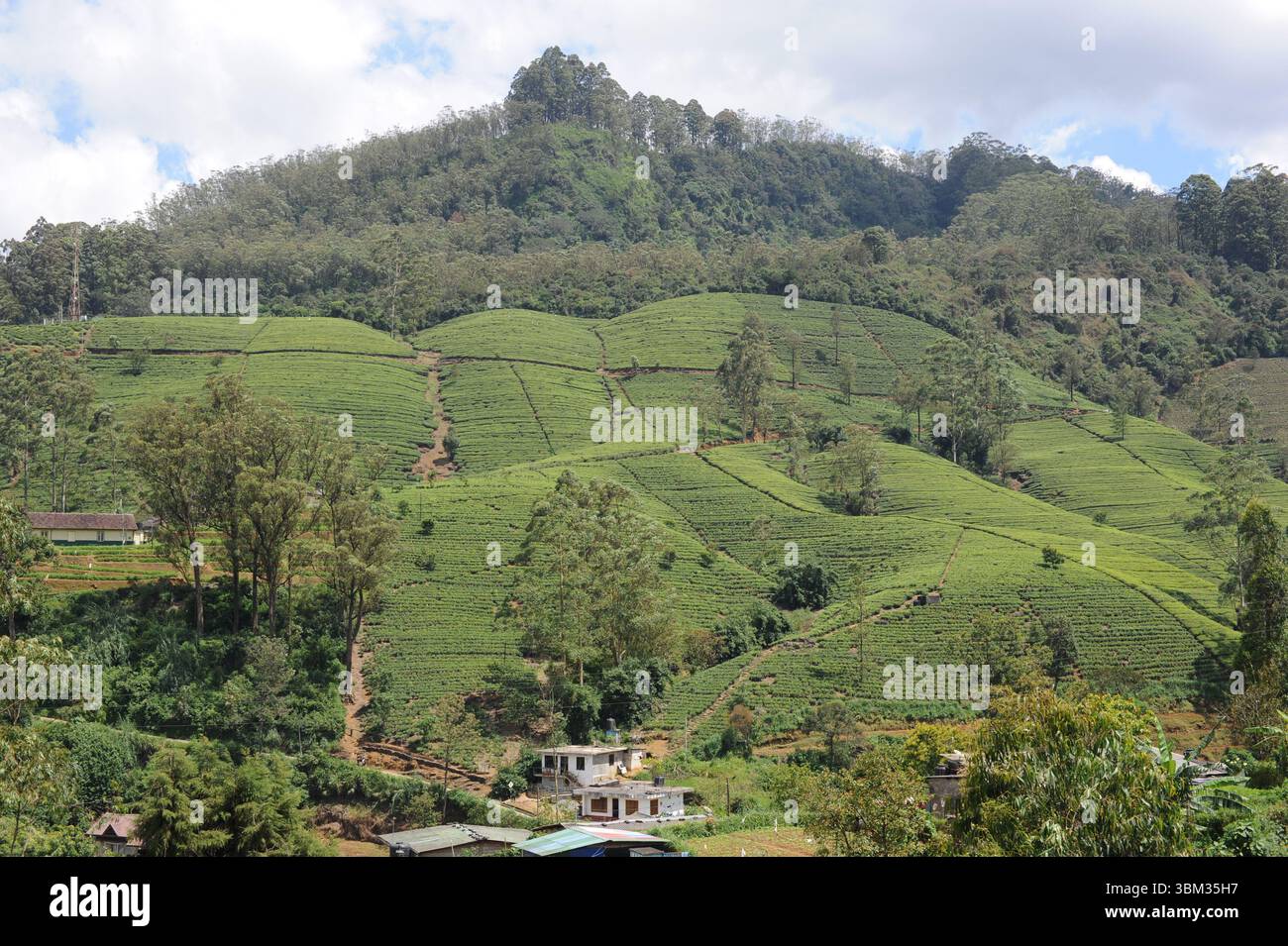 Feuilles de thé vert luxuriant de plante de thé (Camellia sinensis) sur une plantation de thé sur un domaine de thé par une journée ensoleillée au Sri Lanka Banque D'Images