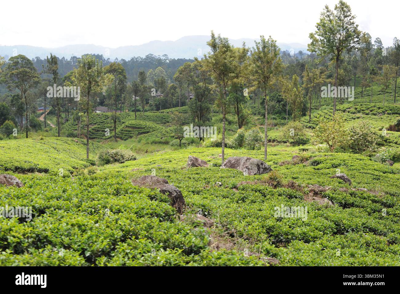 Feuilles de thé vert luxuriant de plante de thé (Camellia sinensis) sur une plantation de thé sur un domaine de thé par une journée ensoleillée au Sri Lanka Banque D'Images
