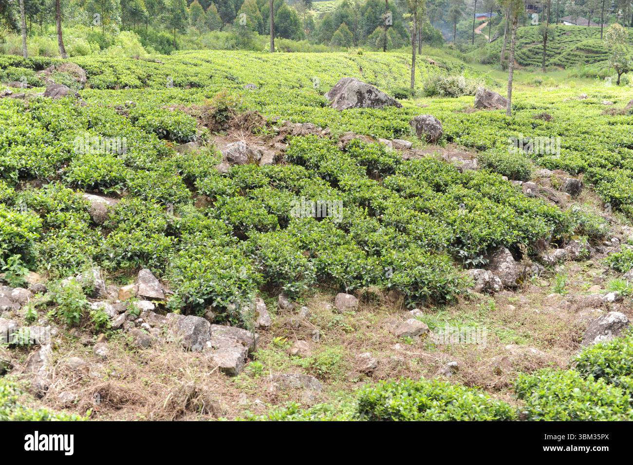 Feuilles de thé vert luxuriant de plante de thé (Camellia sinensis) sur une plantation de thé sur un domaine de thé par une journée ensoleillée au Sri Lanka Banque D'Images