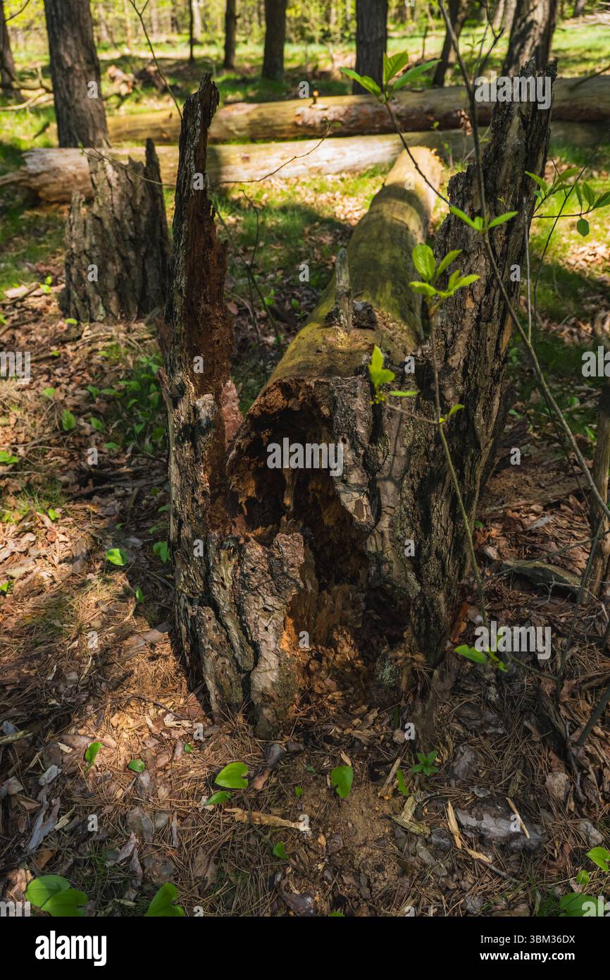 Le tronc d'un vieil arbre tombé qui subit la décomposition naturelle de la matière organique Banque D'Images
