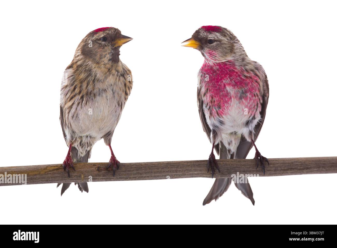 Redpoll commun isolé sur fond blanc Banque D'Images