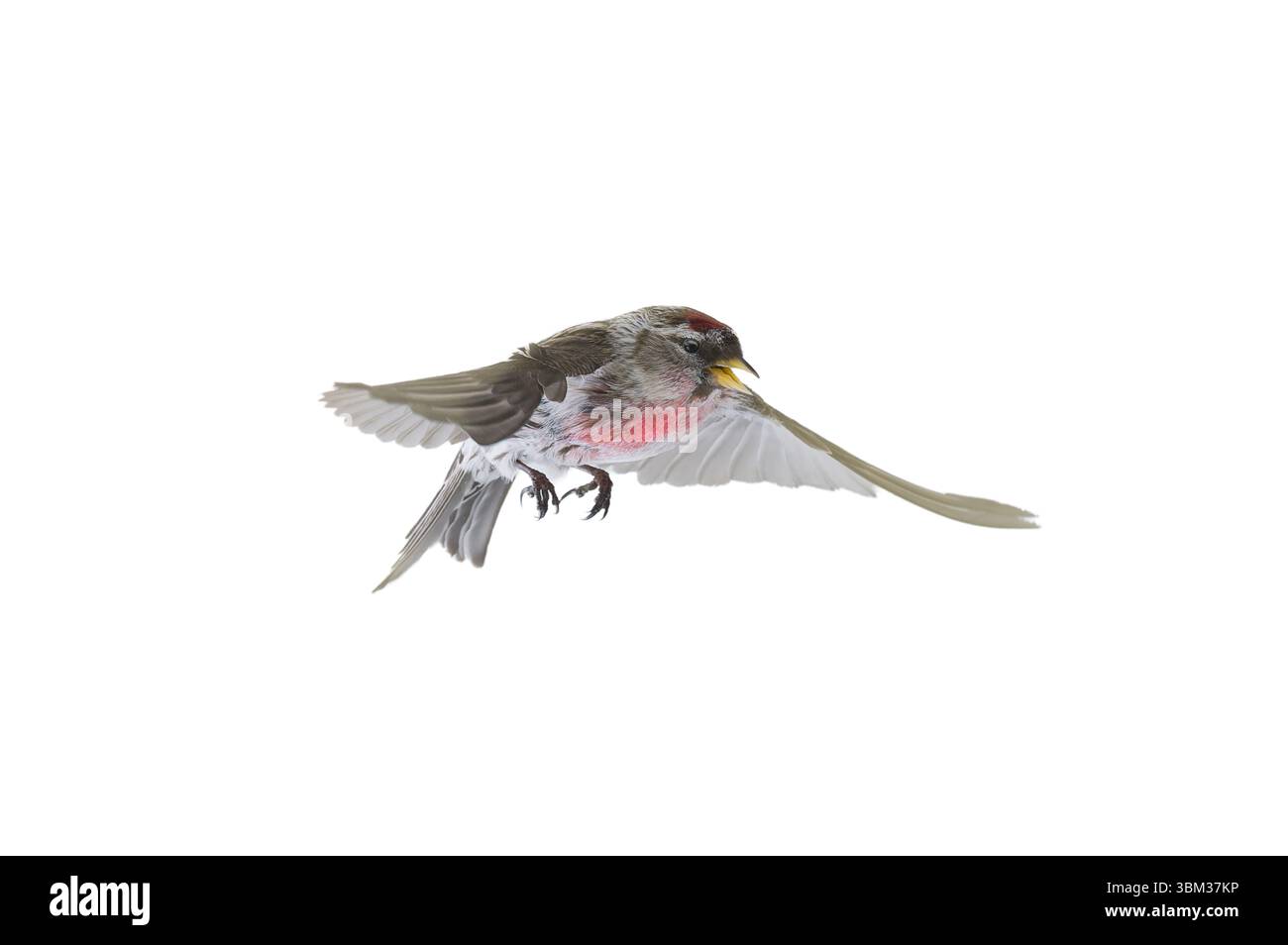 Oiseau en vol Common Redpoll isolé sur fond blanc Banque D'Images