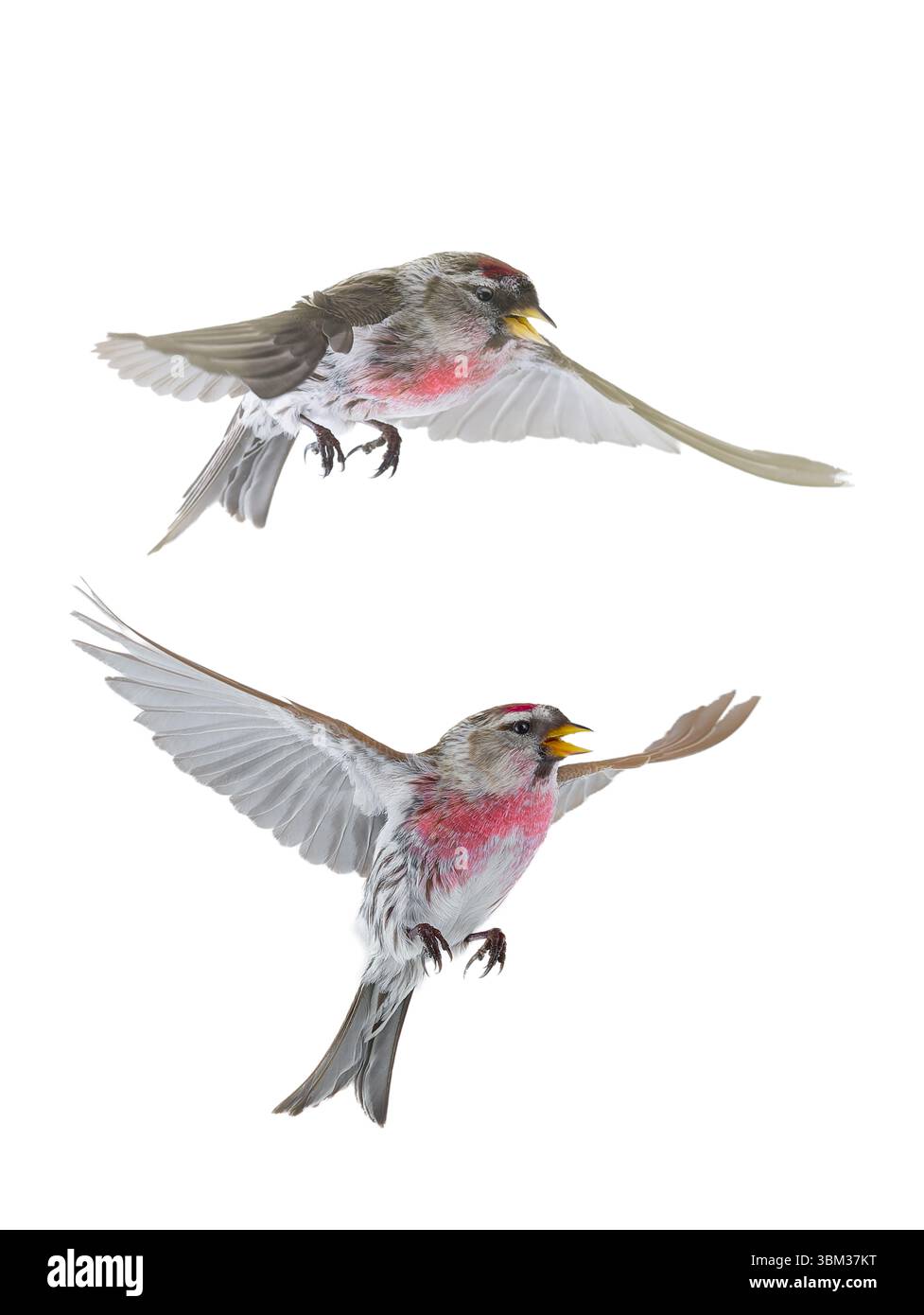 Deux oiseaux en vol Common Redpoll isolé sur fond blanc Banque D'Images