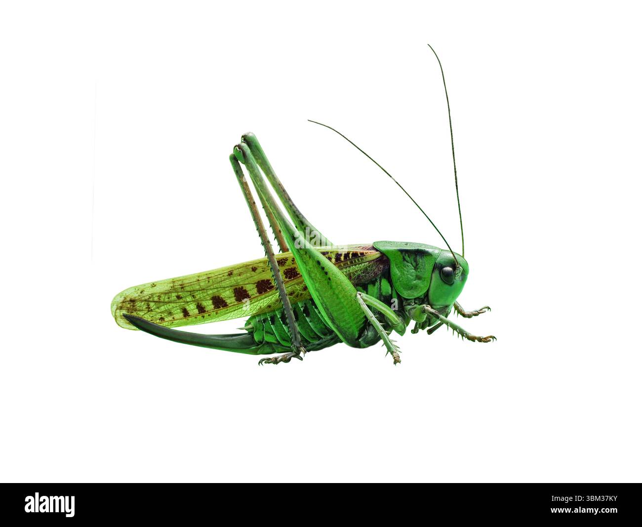 Decticus verrucivorus, fond blanc isolé Banque D'Images