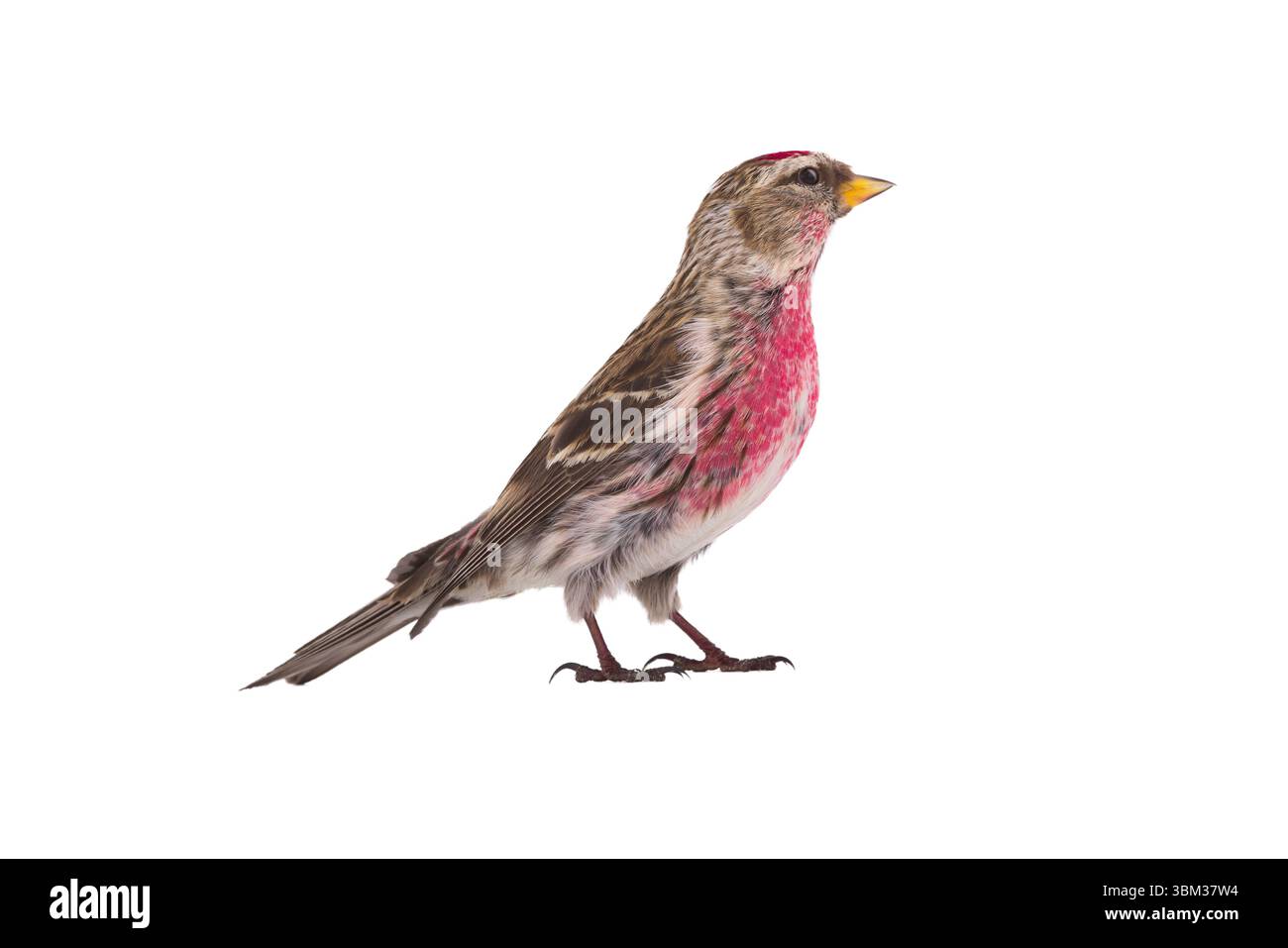Redpoll commun isolé sur fond blanc Banque D'Images