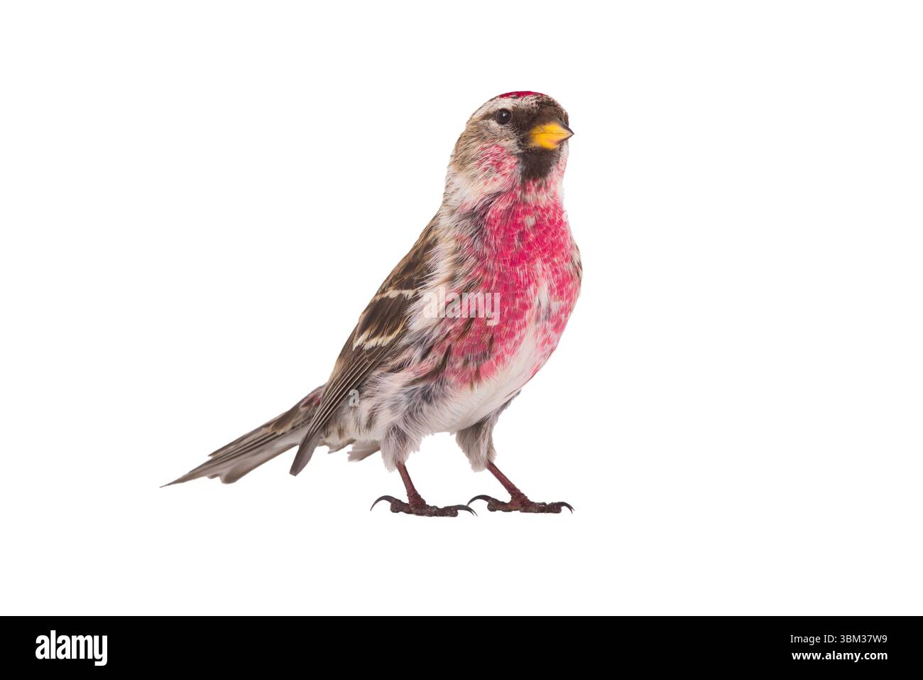 Redpoll commun isolé sur fond blanc Banque D'Images