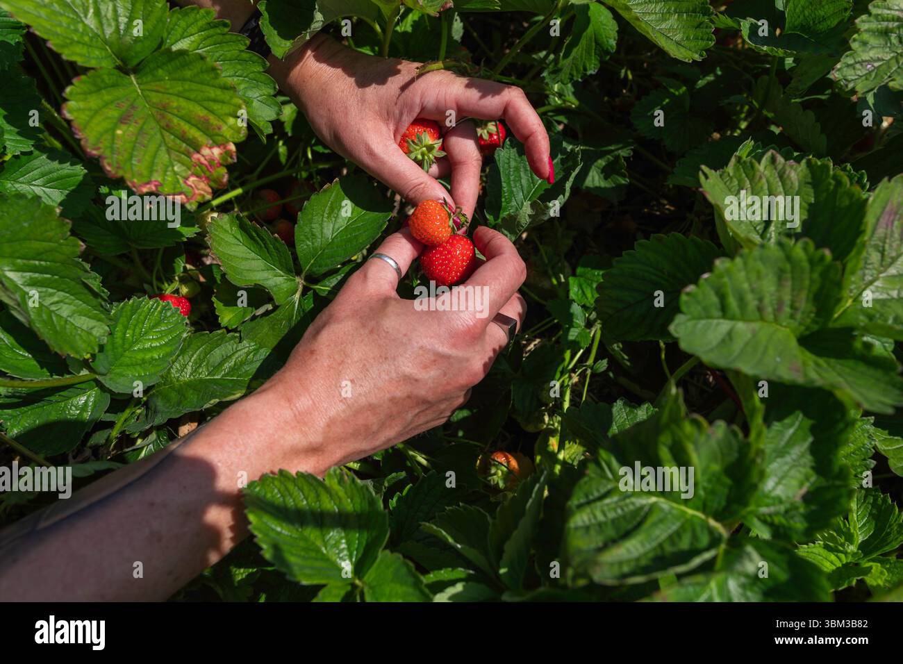 Gros plan d'une femme cueillant des fraises fraîches mûres à la main à partir de Organic Garden Bush un jour d'été ensoleillé Banque D'Images