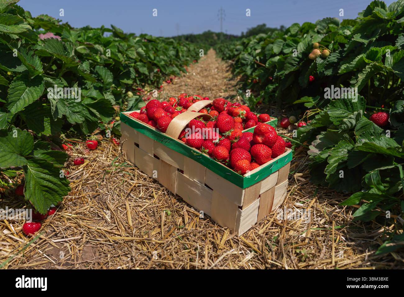 Fraises biologiques fraîches dans un panier tissé à la main reposant dans un champ de fraises pendant la saison des récoltes Banque D'Images